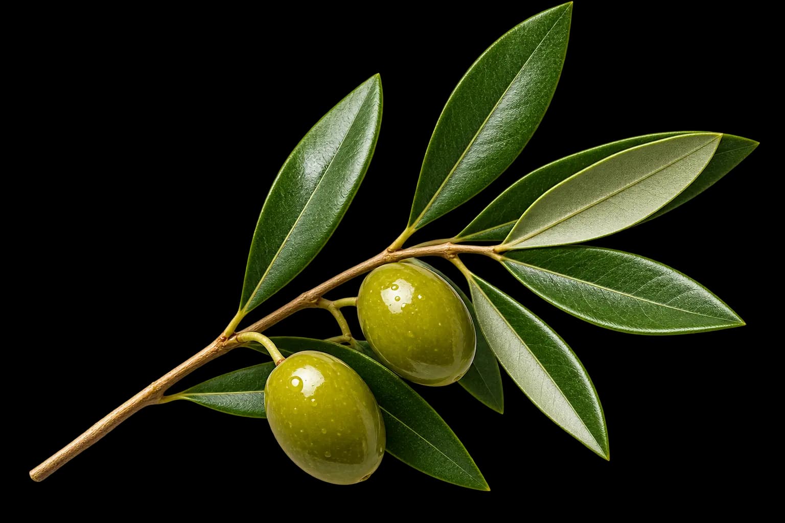 Olive Leaf